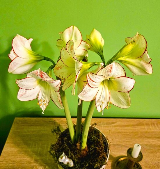 Amariļļi Hipeastri