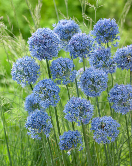 Caeruleum (Azureum) Debeszilie sīpoli 