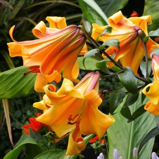 African Queen trompetlilija