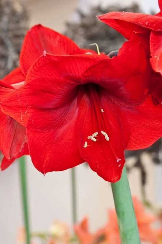 Amarillis hipeastrs Red Lion