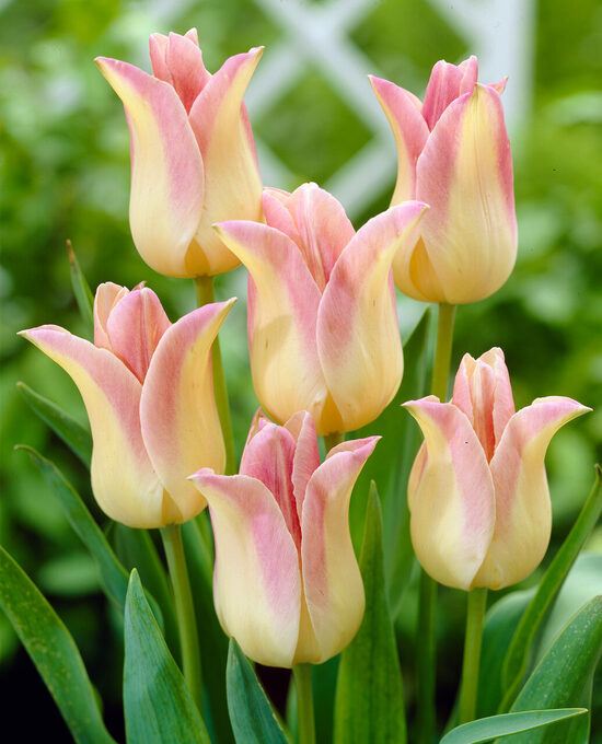 Elegan Lady lilijziedu tulpes