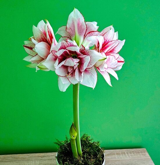 Amarillis hipeastrs Elvas 