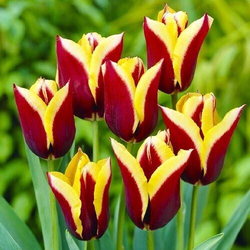 Gavota Triumfa tulpes