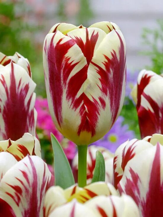 Grand Perfection Triumfa Rembranta tulpes