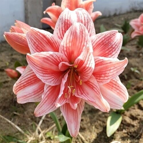 Amarillis hipeastrs Hello Kitty