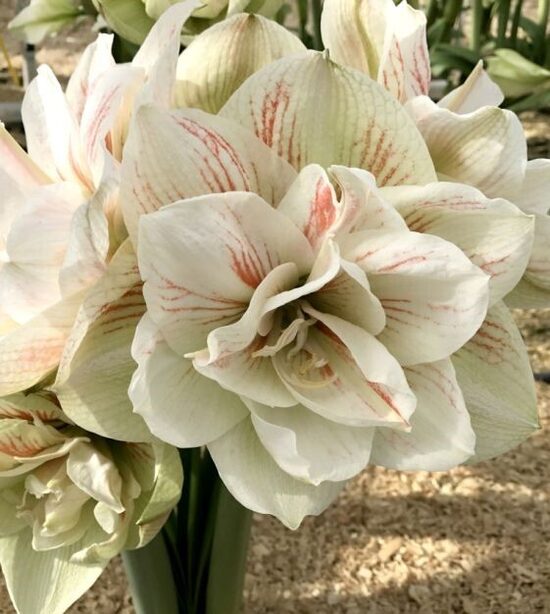 Amarillis hipeastrs Nymph