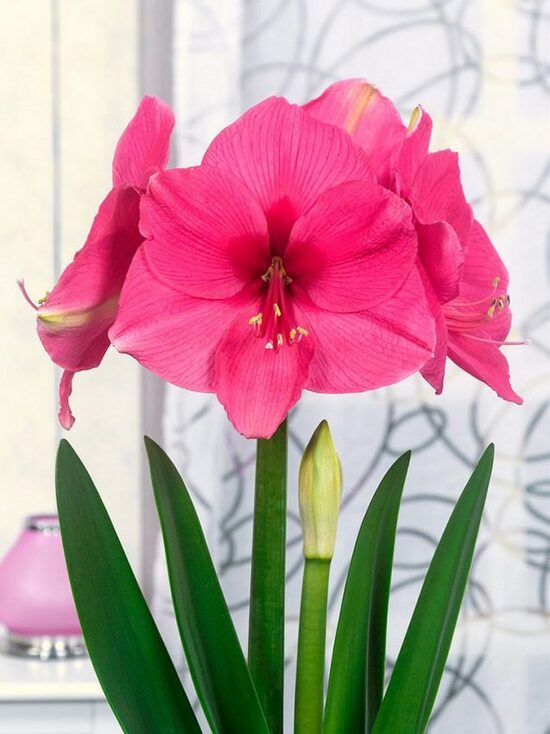 Amarillis hipeastrs Pink Rival