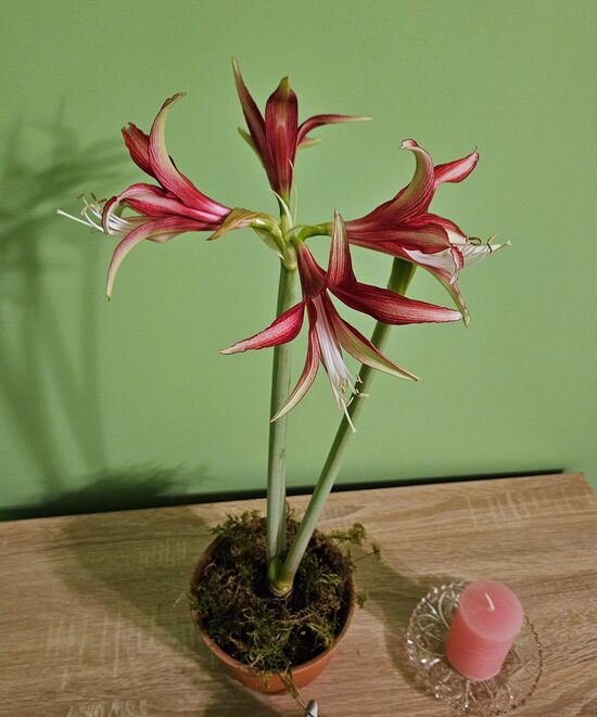 Amarillus Hipeastrs Quito