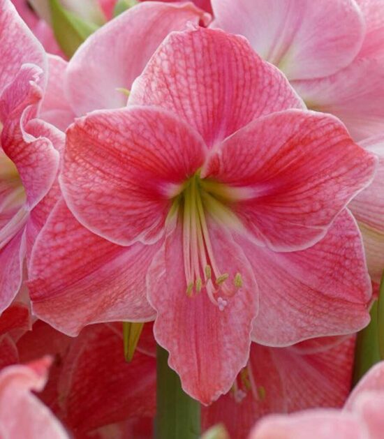 Amarillis hipeastrs Sweet Cream